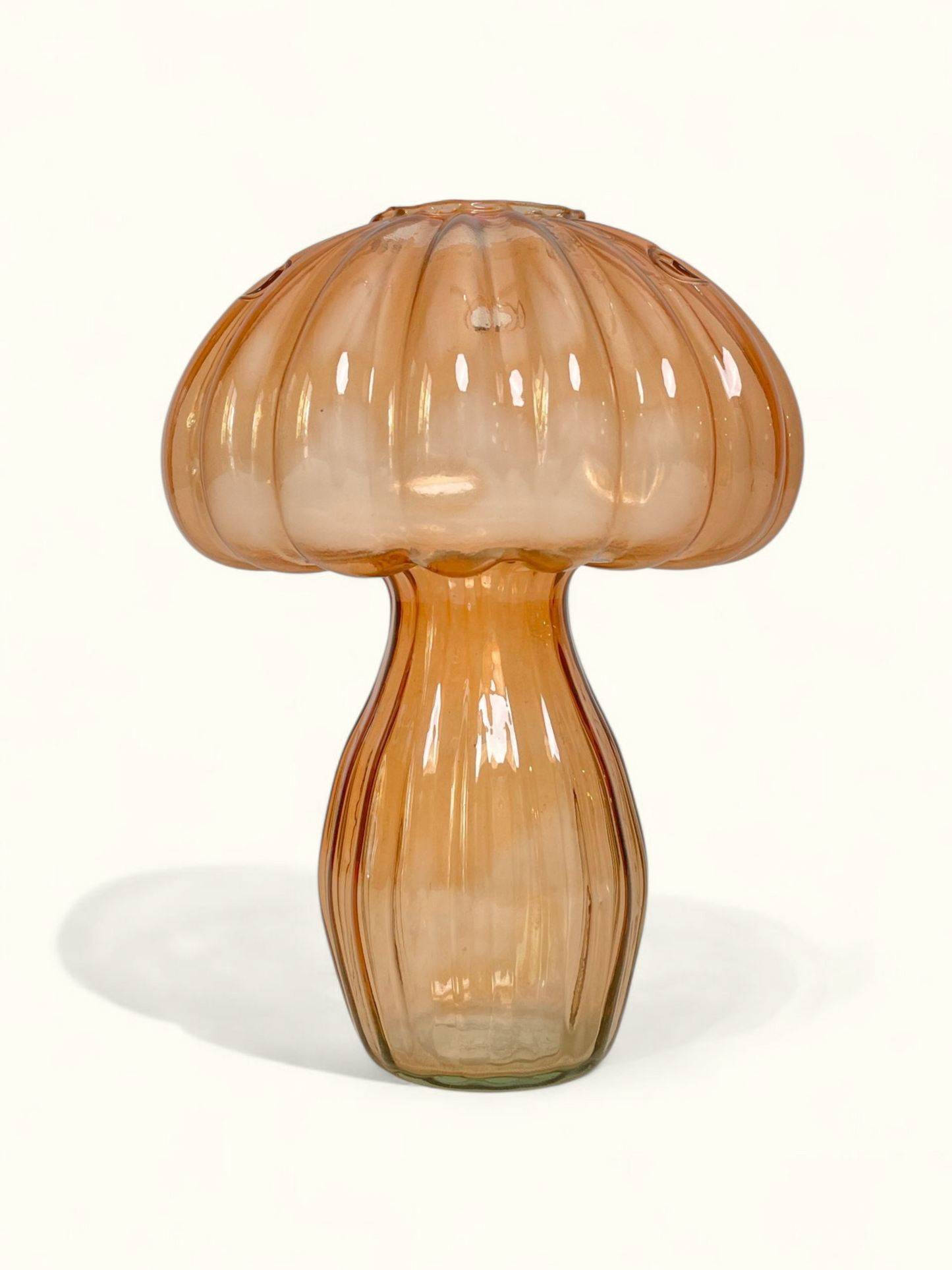 Florero Fungi